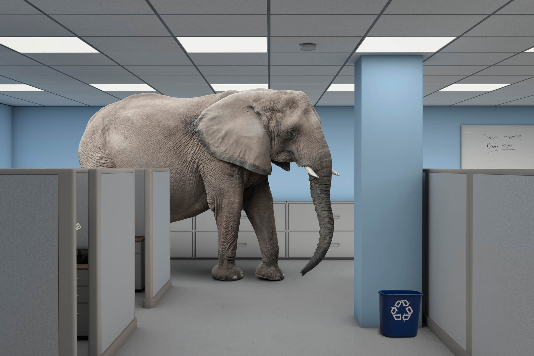 Elephant in the room work office Elephant in the Room - An elephant standing in office building between rows of cubicles.
